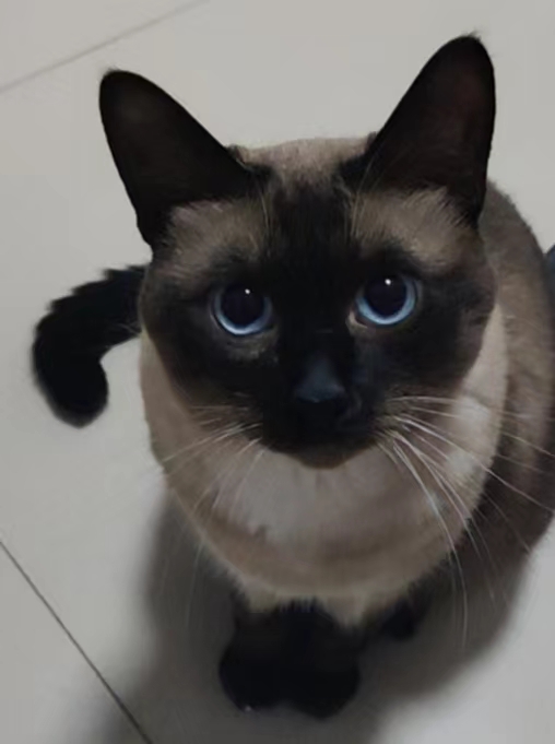 coding dev illustration